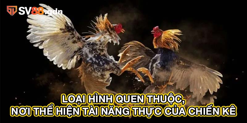 Loại hình quen thuộc, nơi thể hiện tài năng thực của chiến kê